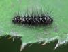 Acronicta rumicis